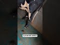 beautiful cow 2 timer