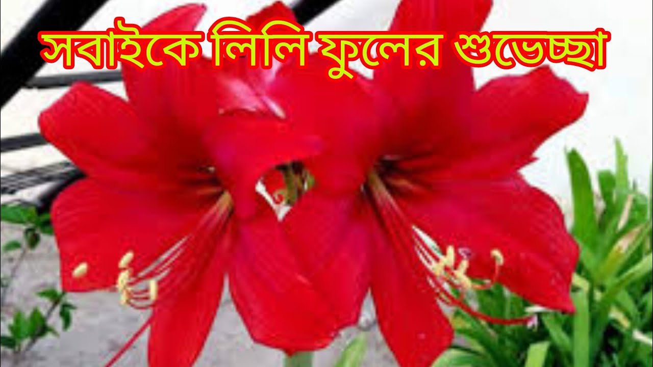 আসসালামুয়ালাইকুম, রবিবারের লাইভ আড্ডায় সবাইকে স্বাগতম, চটজলদি সবাই লাইভে জয়েন হও 🌺🌺🌺