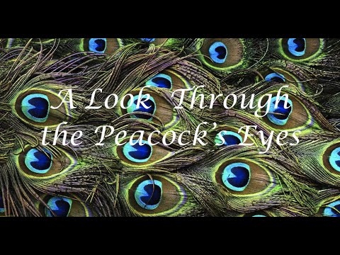 A Look Through the Peacock's Eyes