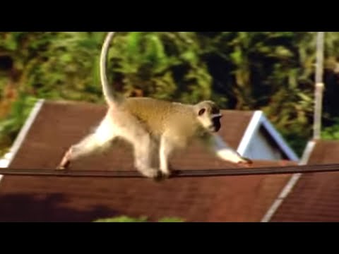 Male Monkey Tries to Join a New Troupe | Cheeky Monkey | BBC Earth