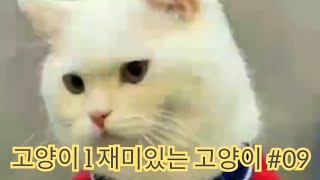 Cats - Cute Cat Video l Cute and Funny Cat Videos Compilation #09 l 고양이 l 재미있는 고양이 #09 by nochi entertainment 115 views 2 years ago 5 minutes, 48 seconds