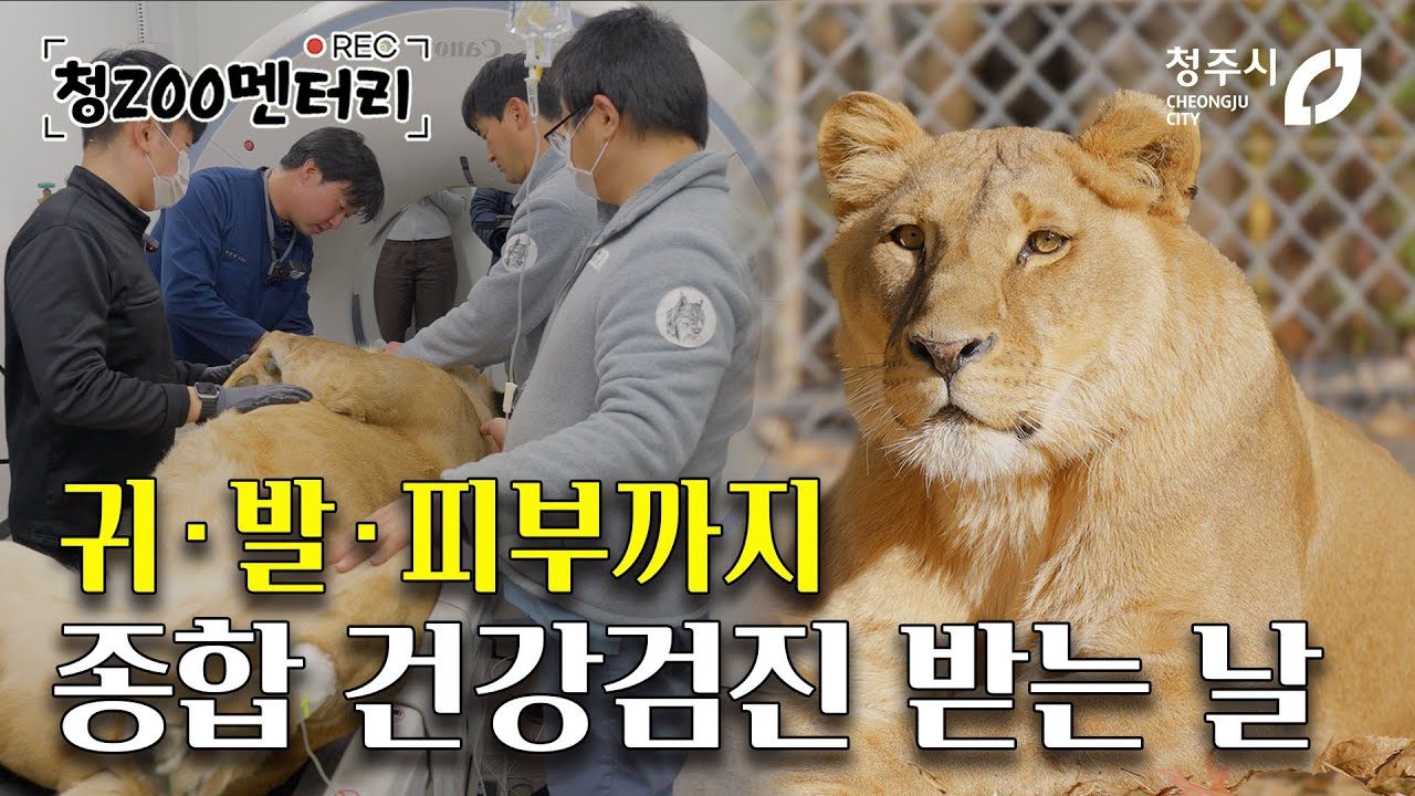 청주동물원 바람이 딸 구름이 건강검진 받는 날! 사자 가족 건강하길