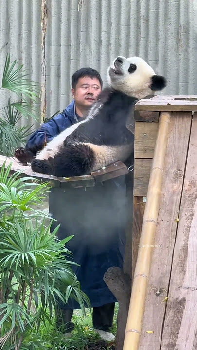 Dundun stroked Qiying’s belly first, then whisked her home the moment she let her guard down #panda
