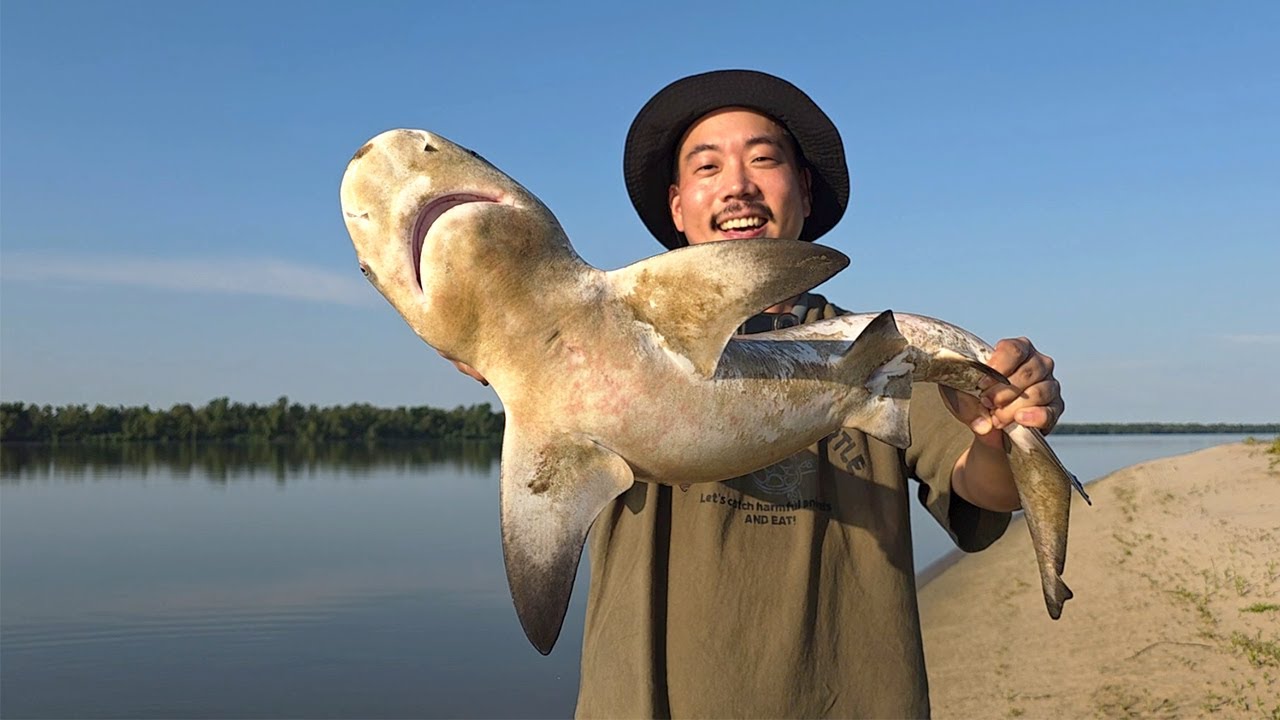 미국 강에 사는 황소상어를 잡아서 먹어보자!