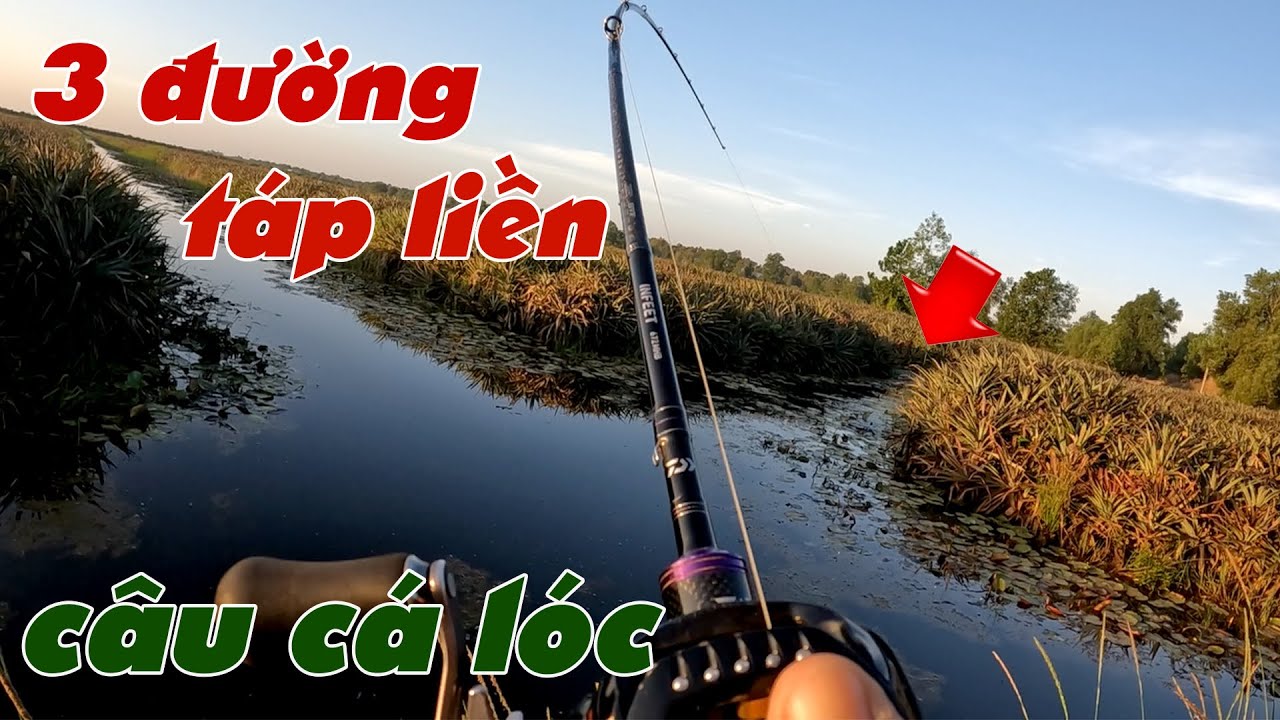 Câu Lure Cá Lóc ✅ Câu Cá Lóc Vườn Khóm Tân Phước Mới Ra Quăng 3 Đường Cá Táp | Tâm Râu Vlog #366