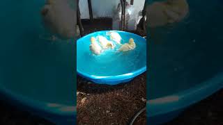 3 week old baby Peking ducks from the Tractor Supply Store #4