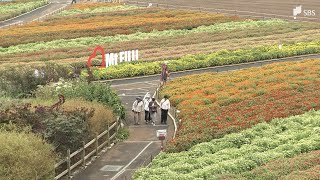 すごくすてき」8万株の色とりどりの花々、富士山の麓に咲き誇る「虹の