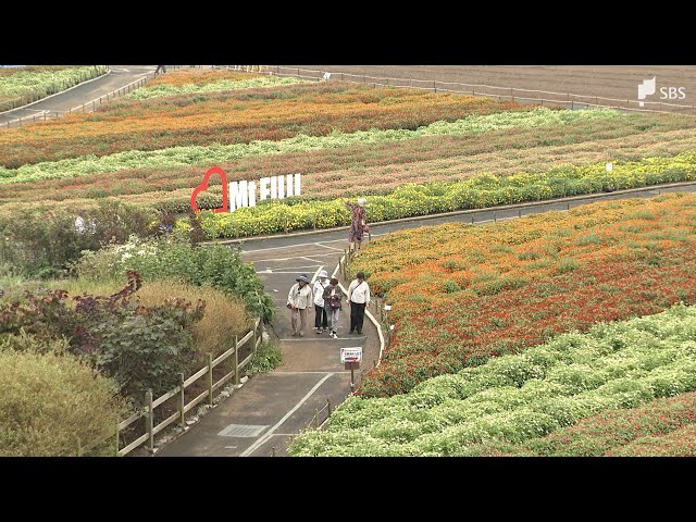 すごくすてき」8万株の色とりどりの花々、富士山の麓に咲き誇る「虹の