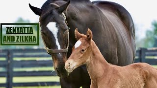 Famous Mares and How They Are Today (Zenyatta, Enable, Rags To Riches, Winx e Rachel Alexandra)