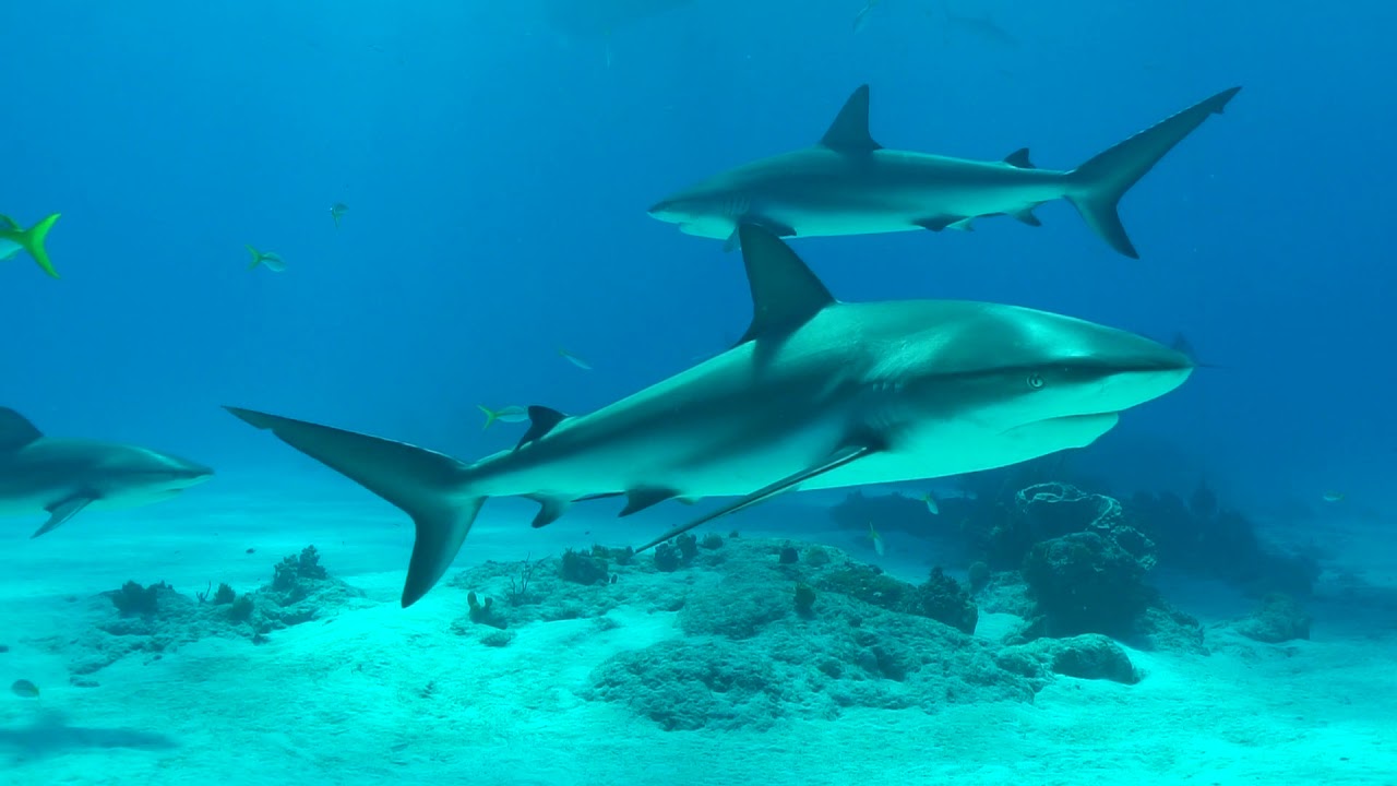 Shark Zen Tiger Beach YouTube