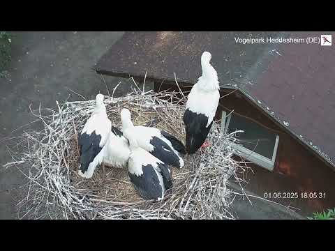 Heddesheim Stork Day June 1 2025 I live cam preview