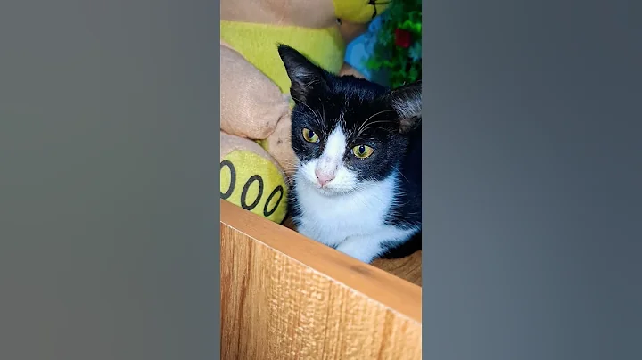 Video 11784461: catlover pets cats animal, cats pets catlover funny, cat pets animal facts