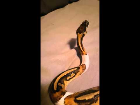 Ball python acts weird