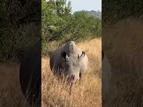 Rhino eating breakfast