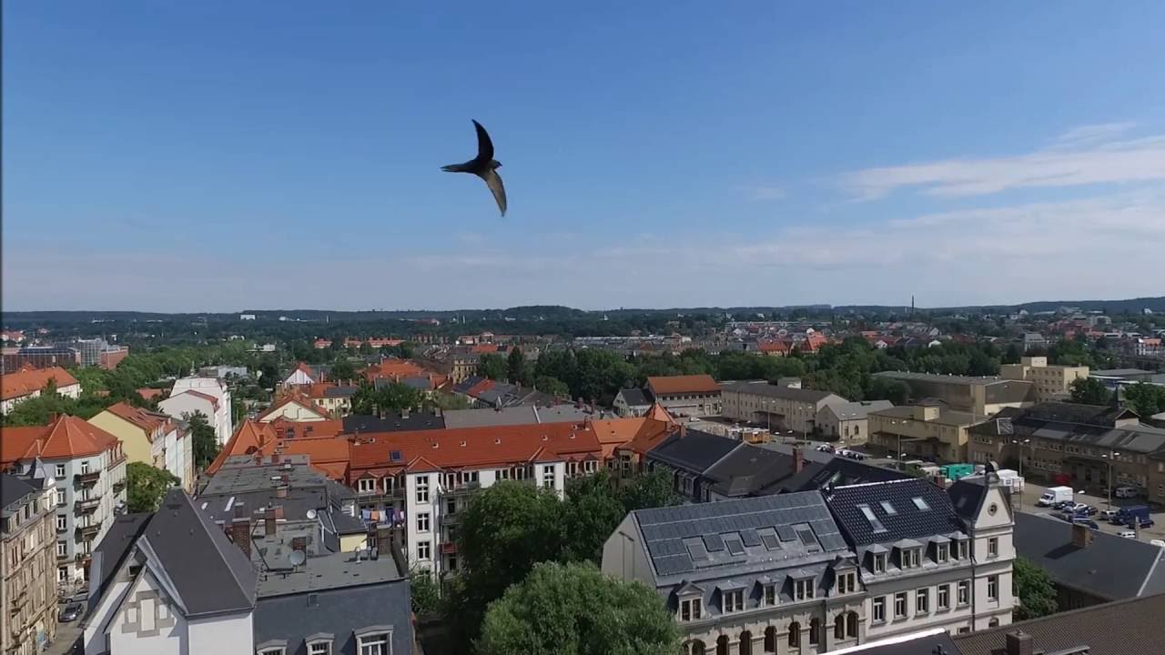 Dresden Neustadt Apartments YouTube