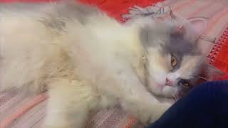 rest time🫠 #cat #pets #catlover #cutebaby #funny #cute #foryou #baby #viralvideo #viral #cats #pet