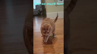 Two Naughty Cats. Cat&#39;s Funny Life. Cute Cats Jessica &amp; Johnny #shorts #cats #viral