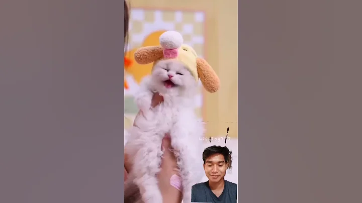 Watch the video about #cat #funny #pets #funnycats #kitten #cute #meow #trendingshorts #imut #viralshorts #shorts #short