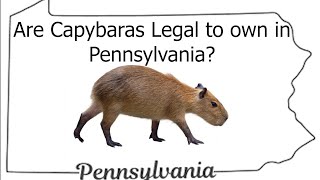 Are Capybaras Legal To Own In Pennsylvania?