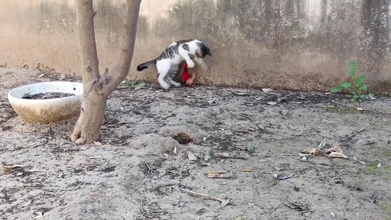 Paw Stray Kitten And their playing Moments 😻