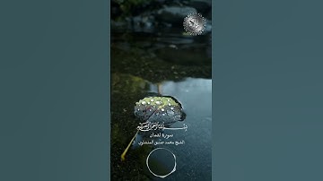 القران الكريم - سورة لقمان بصوت القارئ الشيخ محمد صديق المنشاوي #اكسبلور #explore #explorepage