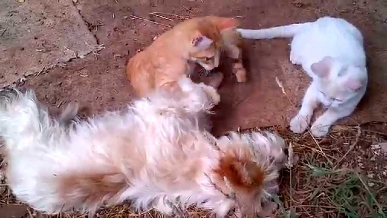 Katzen und Hund super süß! Beste Freunde - Liebe - YouTube