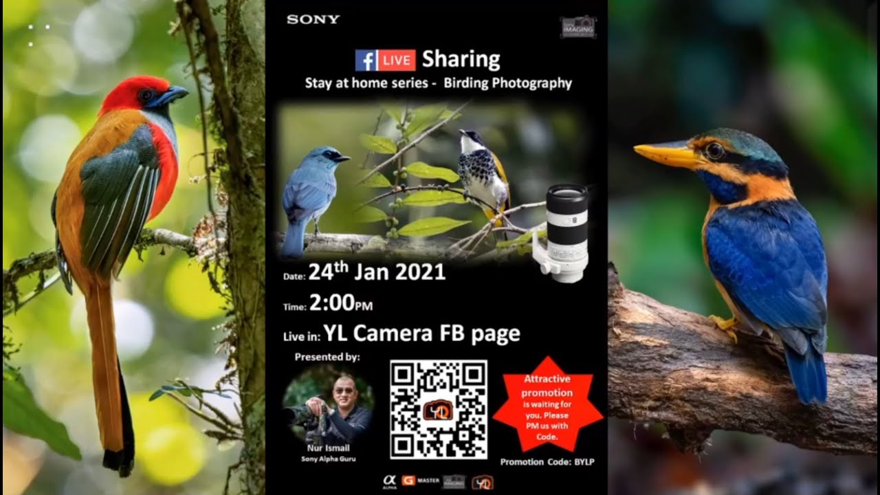 LIVE FB - Bird Photography - YouTube