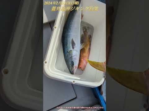 【釣り釣果】山口県蓋井島沖2024.2/18ジギング釣果。