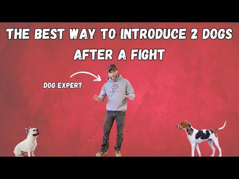 How To Introduce 2 Dogs After a Fight