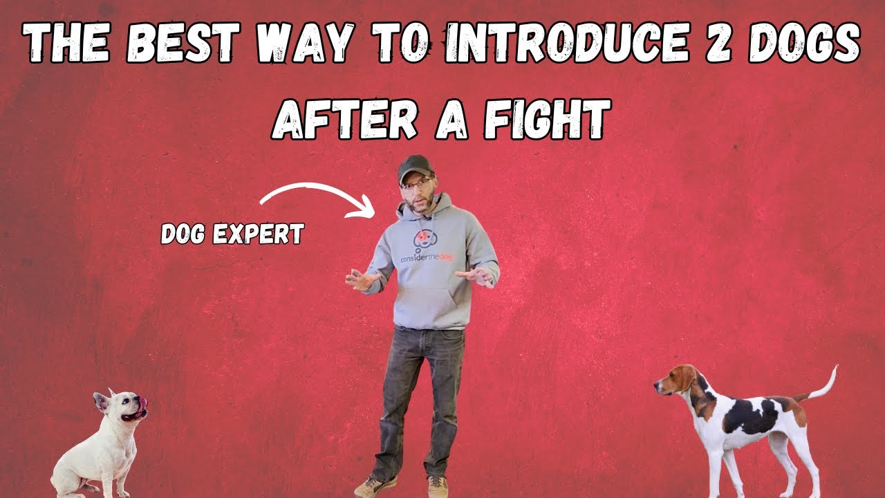 How To Introduce 2 Dogs After a Fight