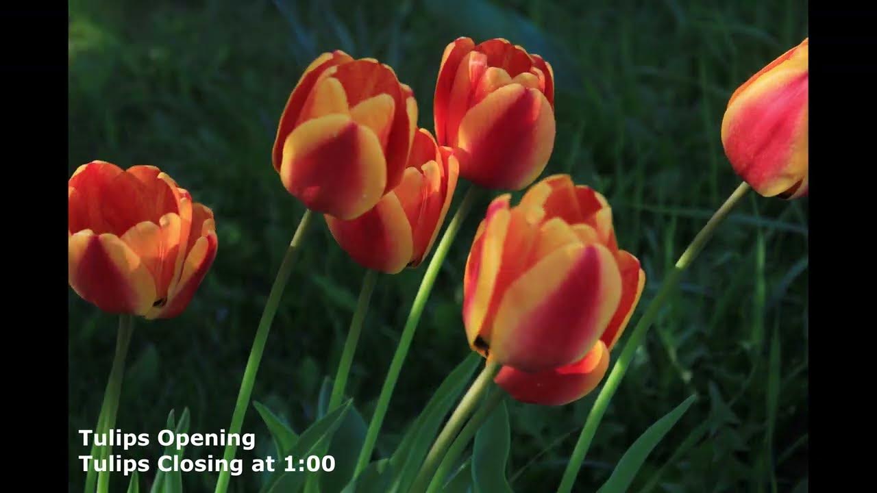 Tulips Opening and Closing in Time Lapse YouTube
