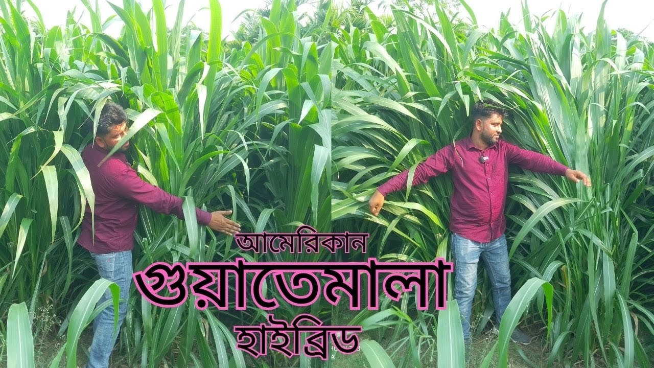 গুয়াতেমালা হাইব্রিড ঘাস চাষ | গরুর জন্য দুধ বাড়ানো সেরা ঘাস | Guatemala Grass Farming