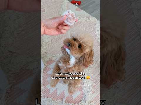 Video: Puppy Ice Pops Recipe