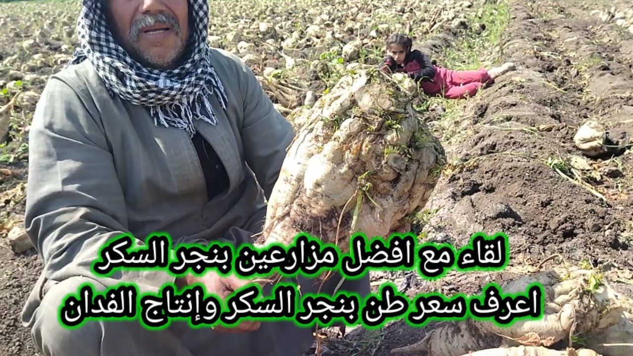 لقاء مع افضل مزارعين بنجر السكر اعرف سعر طن بنجر السكر وإنتاج الفدان وكل التفاصيل
