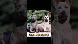 TOP 10 MOST RAREST DOGS IN THE WORLD//#top10 #viral #shorts #short #trend #dog #doglover #dogshorts