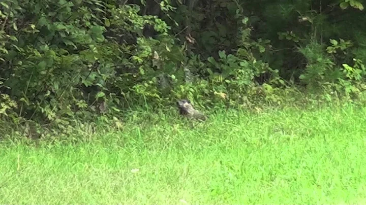 Groundhog Kill