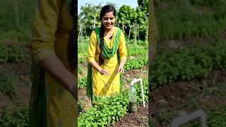 पुदीना की खेती का देसी जुगाड़ 😱||#aivideo #shorts #newtrend #viral #trending