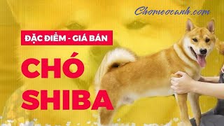 Chó Shiba giá bao nhiêu tiền? Mua bán Chó Shiba Inu con mặt cười Nhật Bản ở đâu? Chomeocanh.com