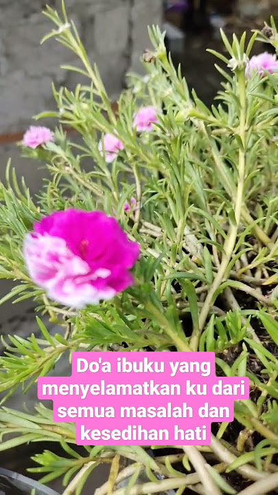 DO'A IBUMU DIKABULKAN TUHAN DAN KUTUKANNYA JADI KENYATAAN