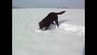 20101226 Tamira digging in snow