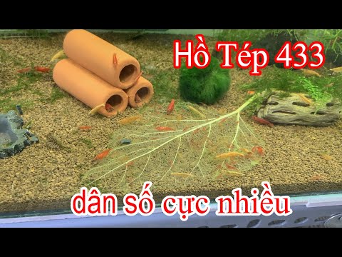 Video Lần đầu tiền setup hồ tép và kết quả sau 2 tháng -... - youtube