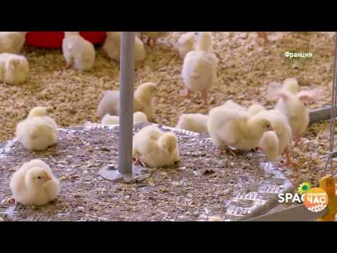 Videó: Mulard kacsa termesztése a kertben