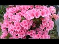 徳永英明/花 ~balada~