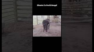 Elephant Baby Rescued In North Bengal