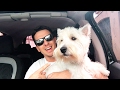 THOR, WEST HIGHLAND WHITE TERRIER の動画、YouTube動画。