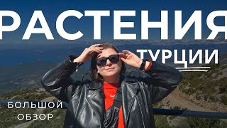 Большой обзор комнатных растений Турции • Влог#1 • Что выращивают в Турции?