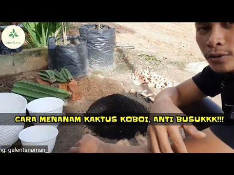 CARA MENANAM KAKTUS KOBOI, ANTI BUSUK...!!! 