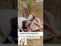 नन्ही सी बच्ची का गौमाता से प्रेम ll #cow #cowvideos #shorts