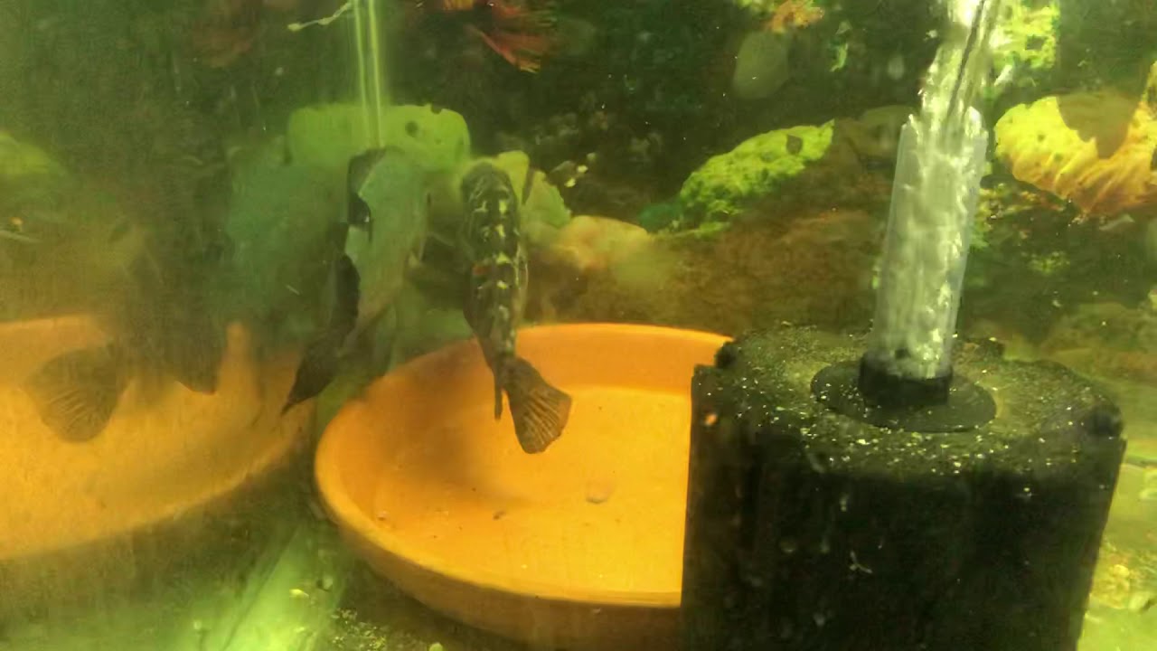 camera iphone 8 plus apk My Thai silk with Cuban female