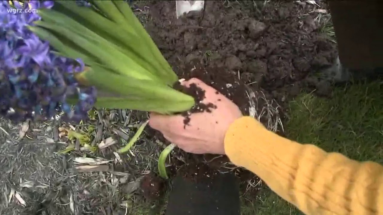 2 the Garden How to Plant Easter Plants Outside YouTube